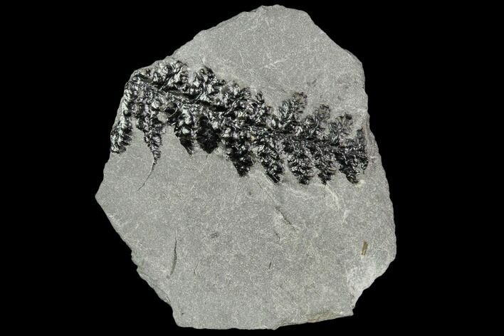 Pennsylvanian Fossil Fern (Lyginopteris) - Alabama #112745